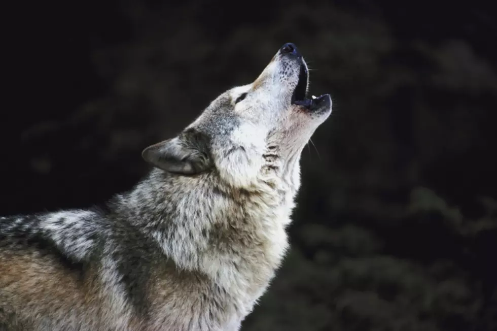 The Wolf Moon Howls Tonight in San Angelo
